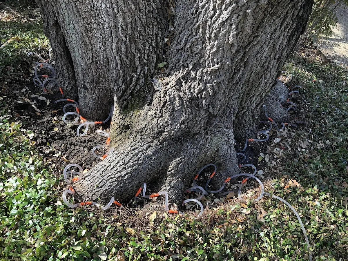 Detailed Tree Cabling and Bracing job site in Spicer