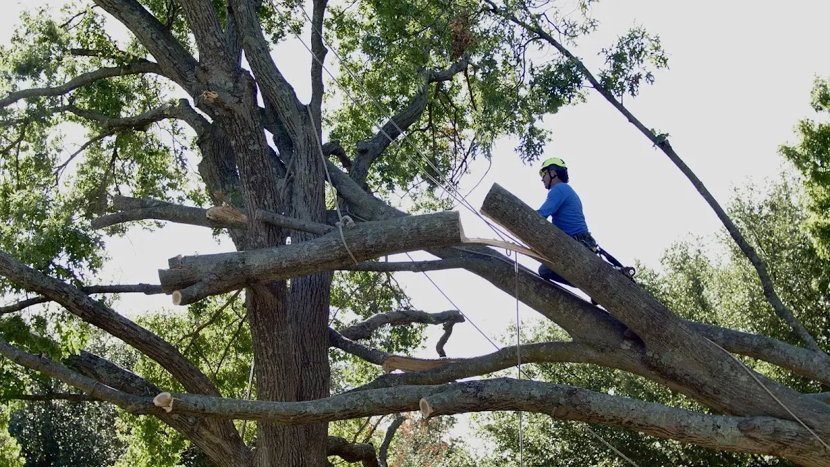 Professional Crown Thinning performed by certified arborists in Spicer